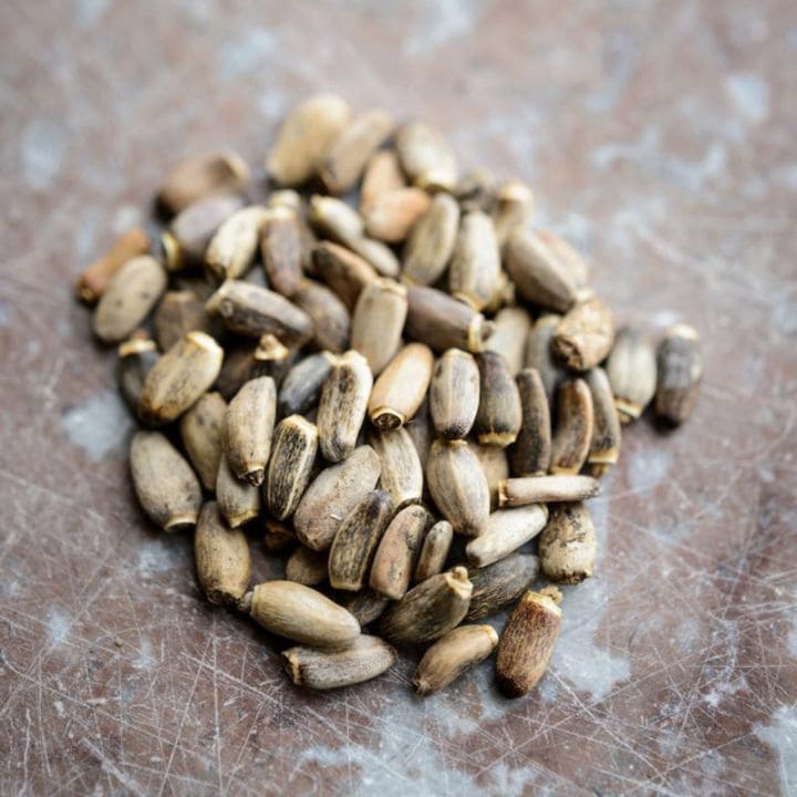 �������˥å��ϡ��� �ߥ륯������ 100g ���������� �ϡ��֥ƥ��� �ɥ饤�ϡ���