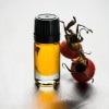 �������˥å��ϡ��� �������ҥåץ����� ̤���� 100ml �������ҥå���100% ����ꥢ������