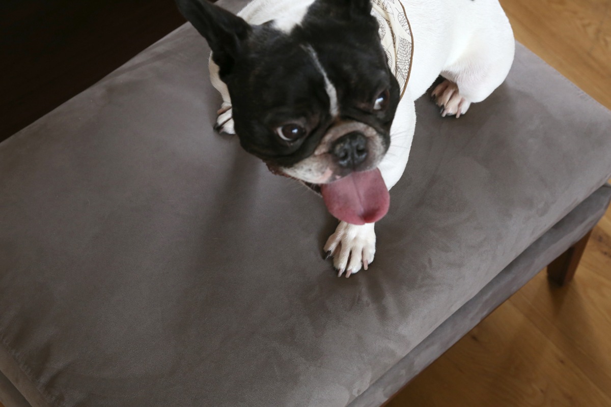 【廃番25％OFF】 FRACCE SOFA １人掛け グレー オーク脚