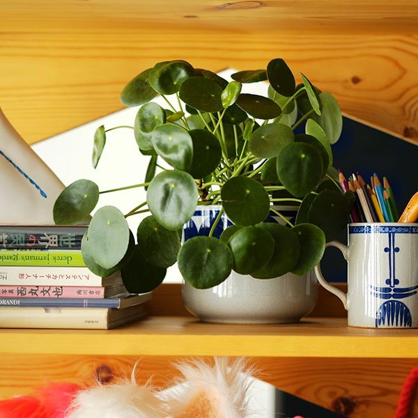 LisaLarson×波佐見焼 floraフローラ 鉢カバー 西山陶器（3種類