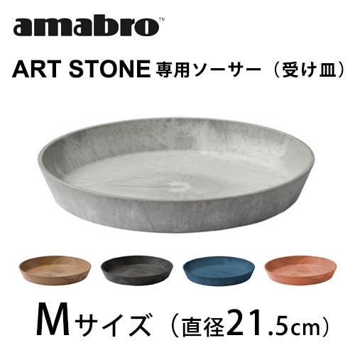 ブラヘア カルカレア シルバー 15号鉢つき 特大レア株❗ ブラヘア