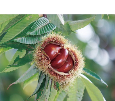 栗ざかり 8個入 | 秋の季節商品 | HIBIKA