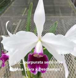 C.purpurata semi-alba(`Ana Clara' x `Deschamps')