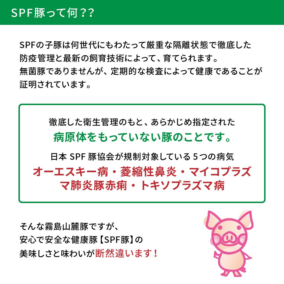 【脂が旨くて臭みがない】 霧島山麓SPF豚ロース / テキカツ用 ビタミンB1ビタミンB2の宝庫