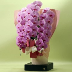 胡蝶蘭 3本立ちピンク39輪以上 [000302]