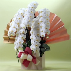 胡蝶蘭 5本立ち白70輪以上 [000313]