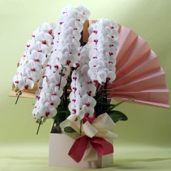 胡蝶蘭 5本立ち赤リップ70輪以上 [315]　