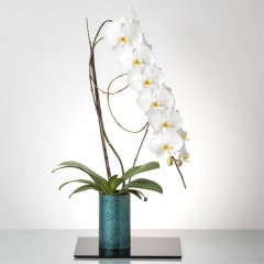 白胡蝶蘭 / 紀州漆丸形花器（3色から選択） [204]