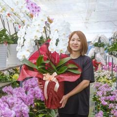 胡蝶蘭 3本立ち白24輪以上  [000801]　