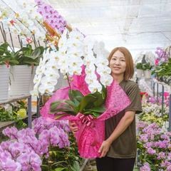 胡蝶蘭 3本立ち白30輪以上  [000804]　