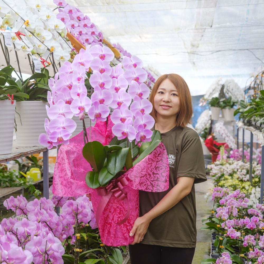 胡蝶蘭 3本立ちピンク30輪以上  [806]　