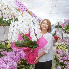 胡蝶蘭 3本立ち白33輪以上  [000807]　