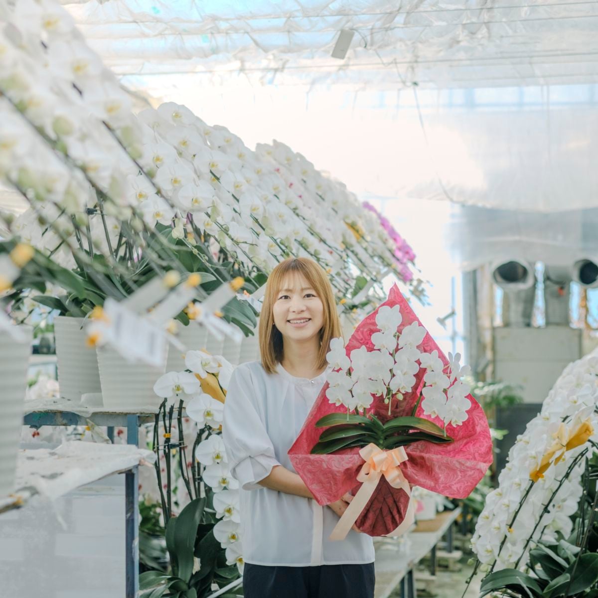 ミディ胡蝶蘭 3本立ち白20～30輪  [000901]　