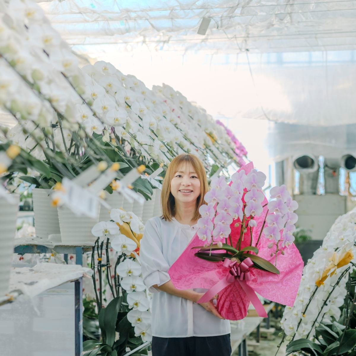 ミディ胡蝶蘭 3本立ちピンク20～30輪  [000902]　