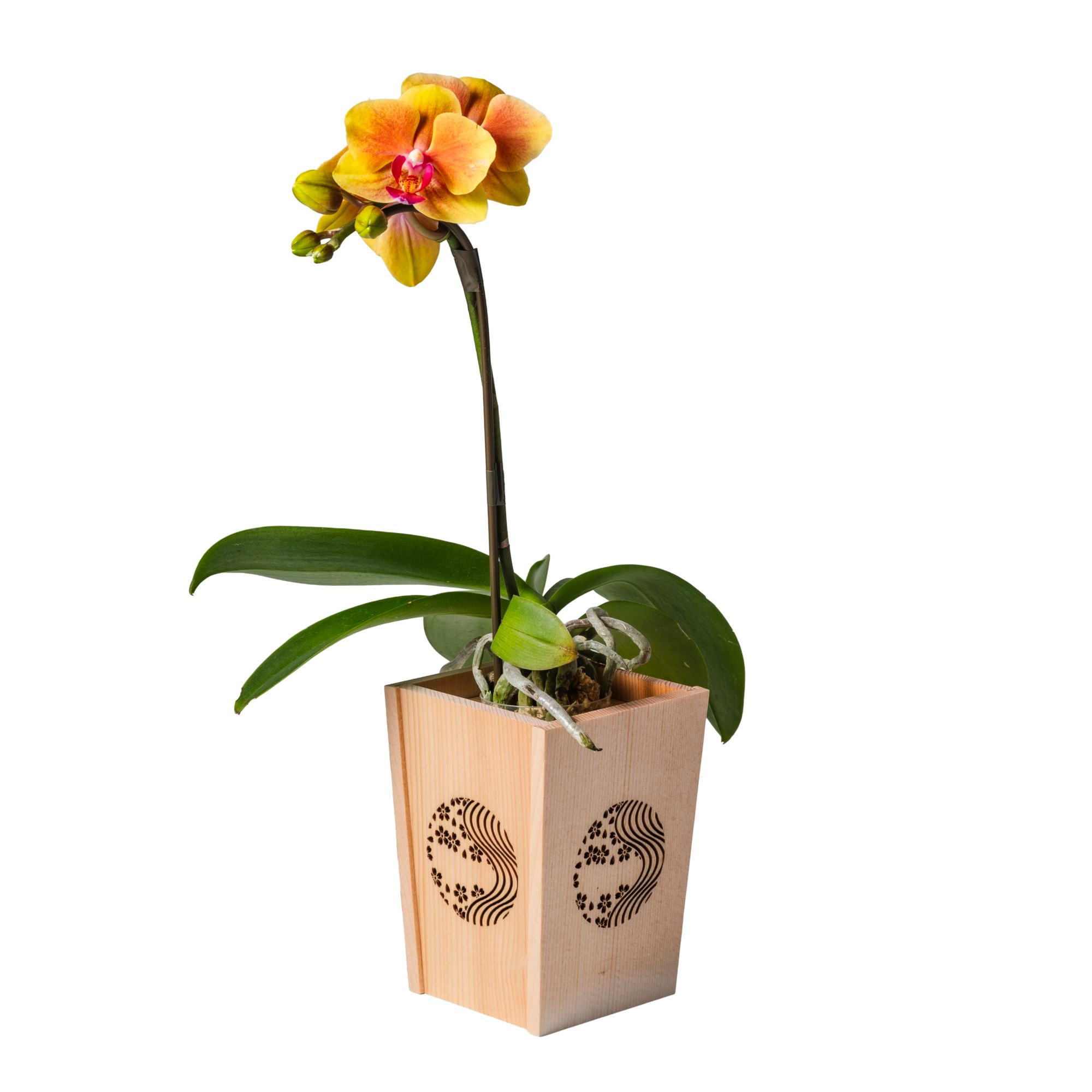 オレンジ 小輪 胡蝶蘭 / NENE 組子細工風 桜川（さくらがわ）[000703]