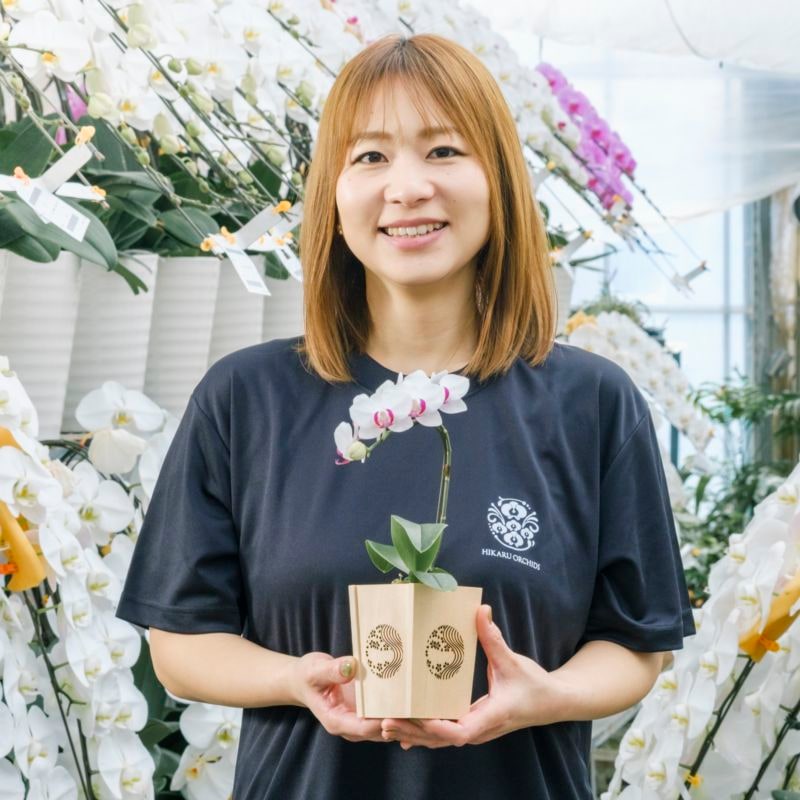 白赤 小輪 胡蝶蘭 / NENE 組子細工風 桜川（さくらがわ）[000704]