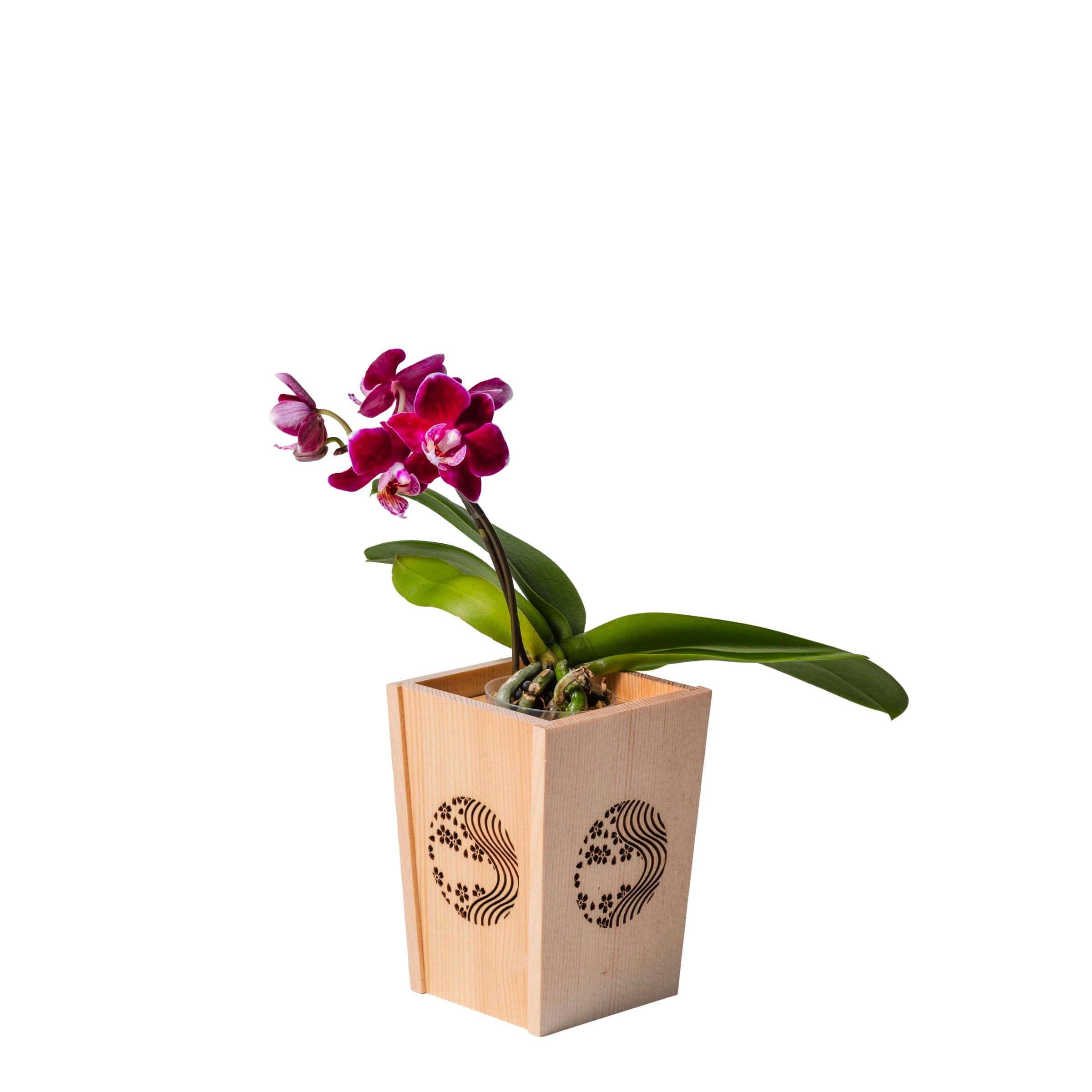 紫 小輪 胡蝶蘭 / NENE 組子細工風 桜川（さくらがわ）[000705]