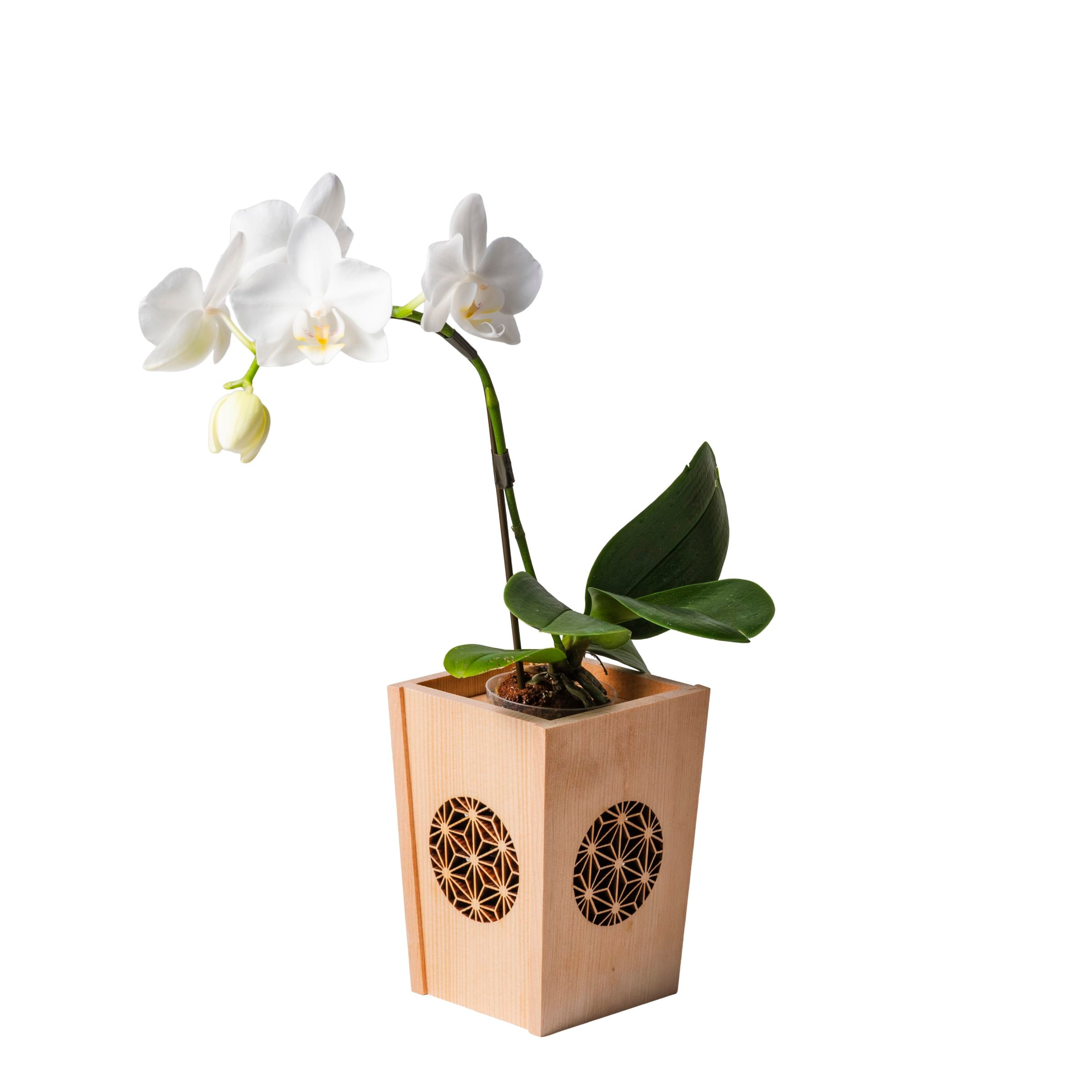 値段から胡蝶蘭を選ぶ｜胡蝶蘭の通販 ヒカル・オーキッド