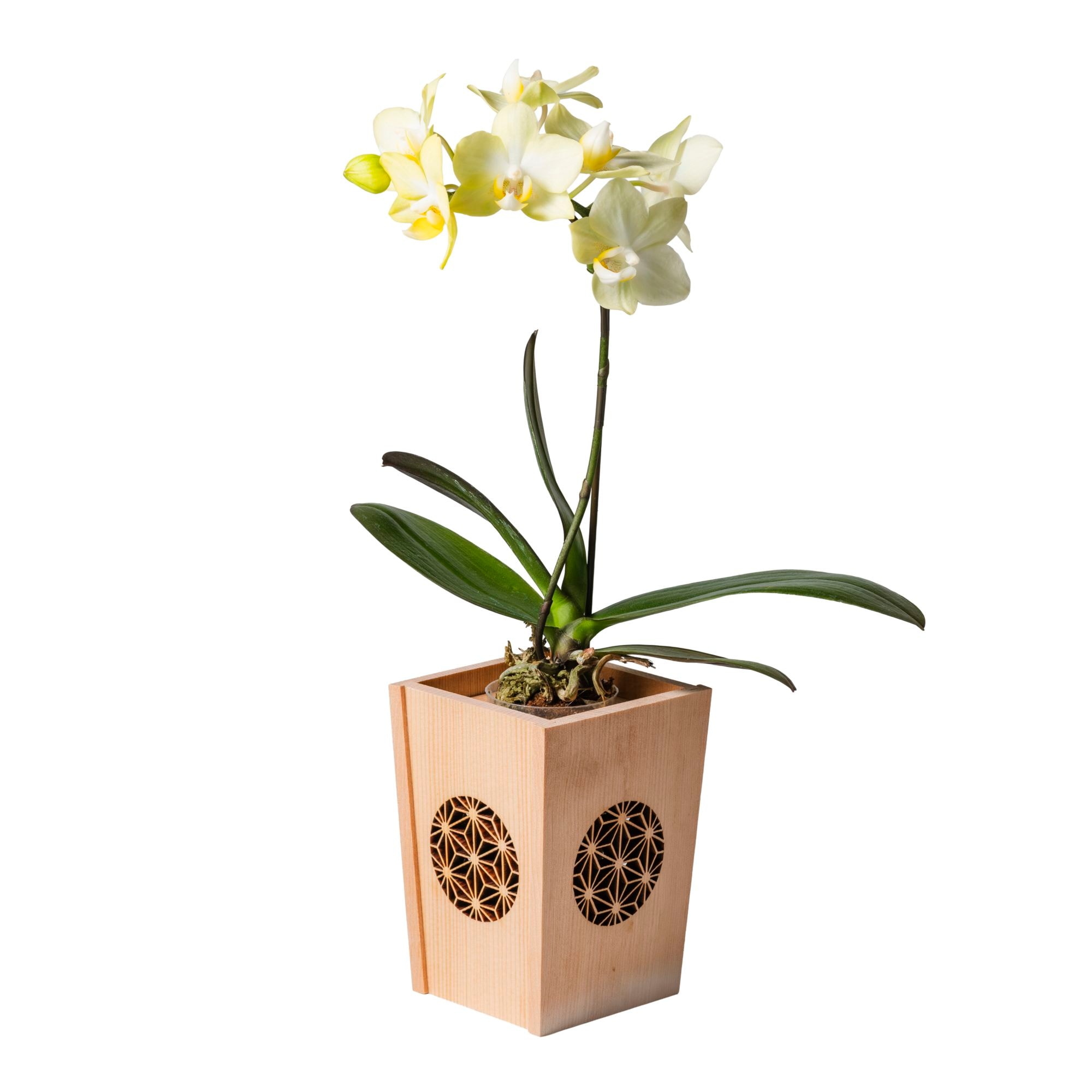 値段から胡蝶蘭を選ぶ｜胡蝶蘭の通販 ヒカル・オーキッド