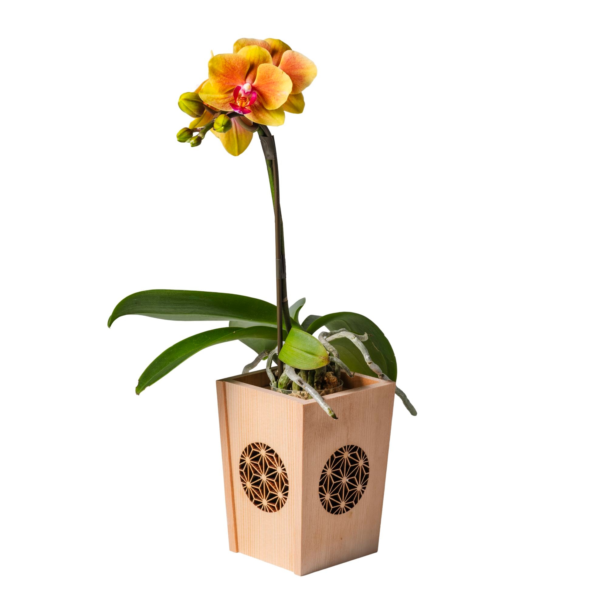 オレンジ 小輪 胡蝶蘭 / NENE 組子細工風 麻の葉（あさのは）[000713]