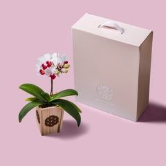 白赤 小輪 胡蝶蘭 / NENE 組子細工風 麻の葉（あさのは）[000714]