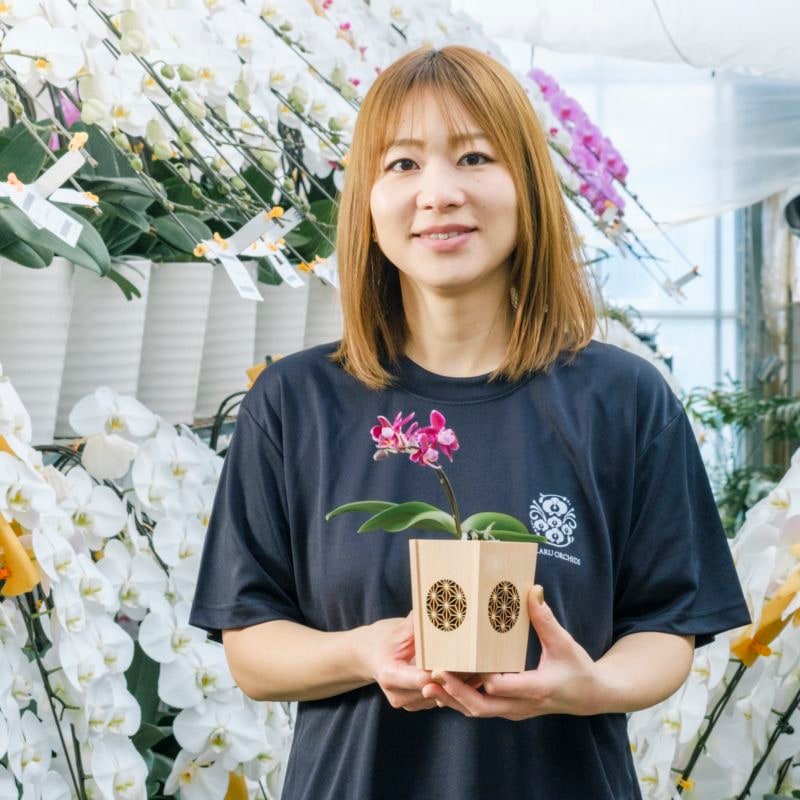 紫 小輪 胡蝶蘭 / NENE 組子細工風 麻の葉（あさのは）[000715]