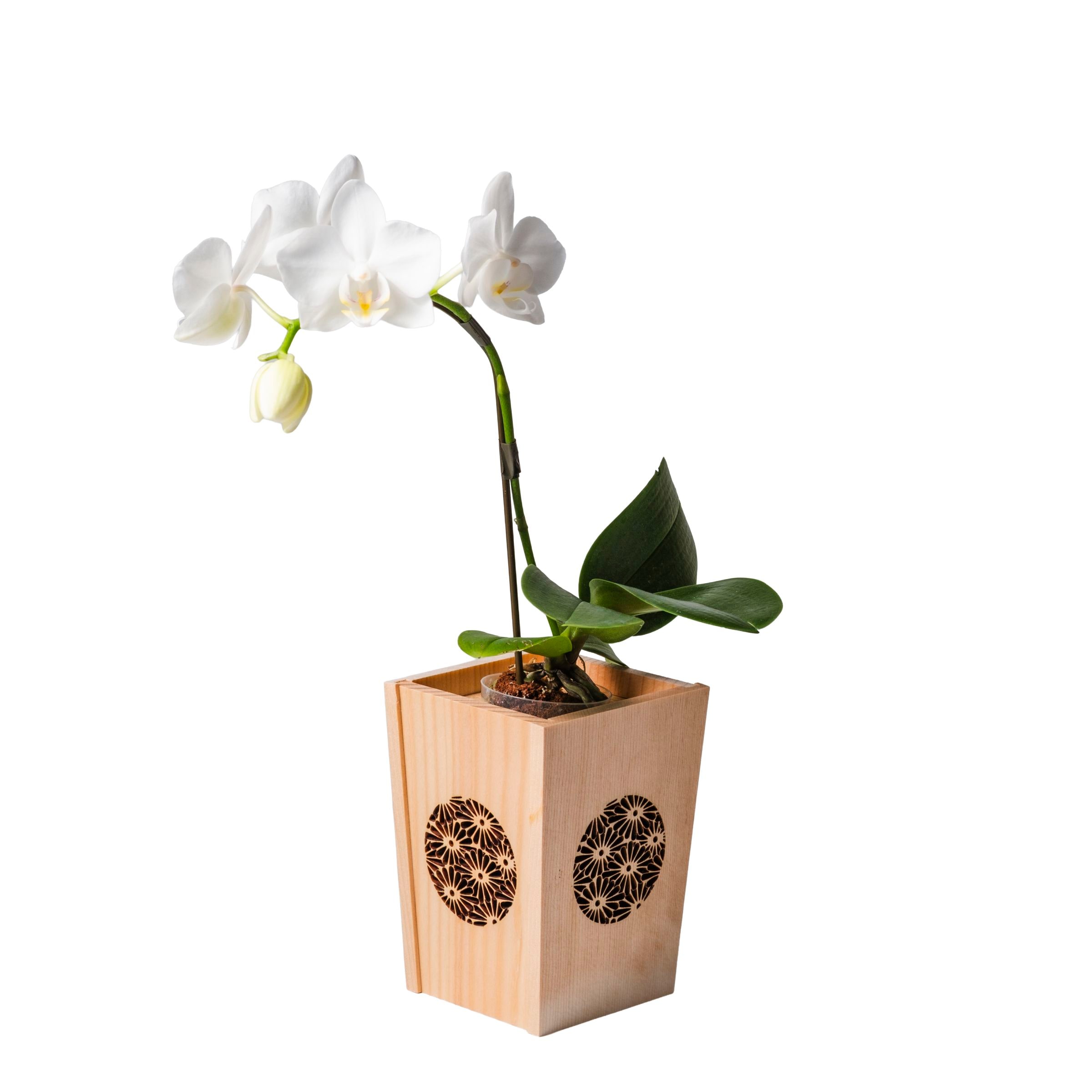 値段から胡蝶蘭を選ぶ｜胡蝶蘭の通販 ヒカル・オーキッド