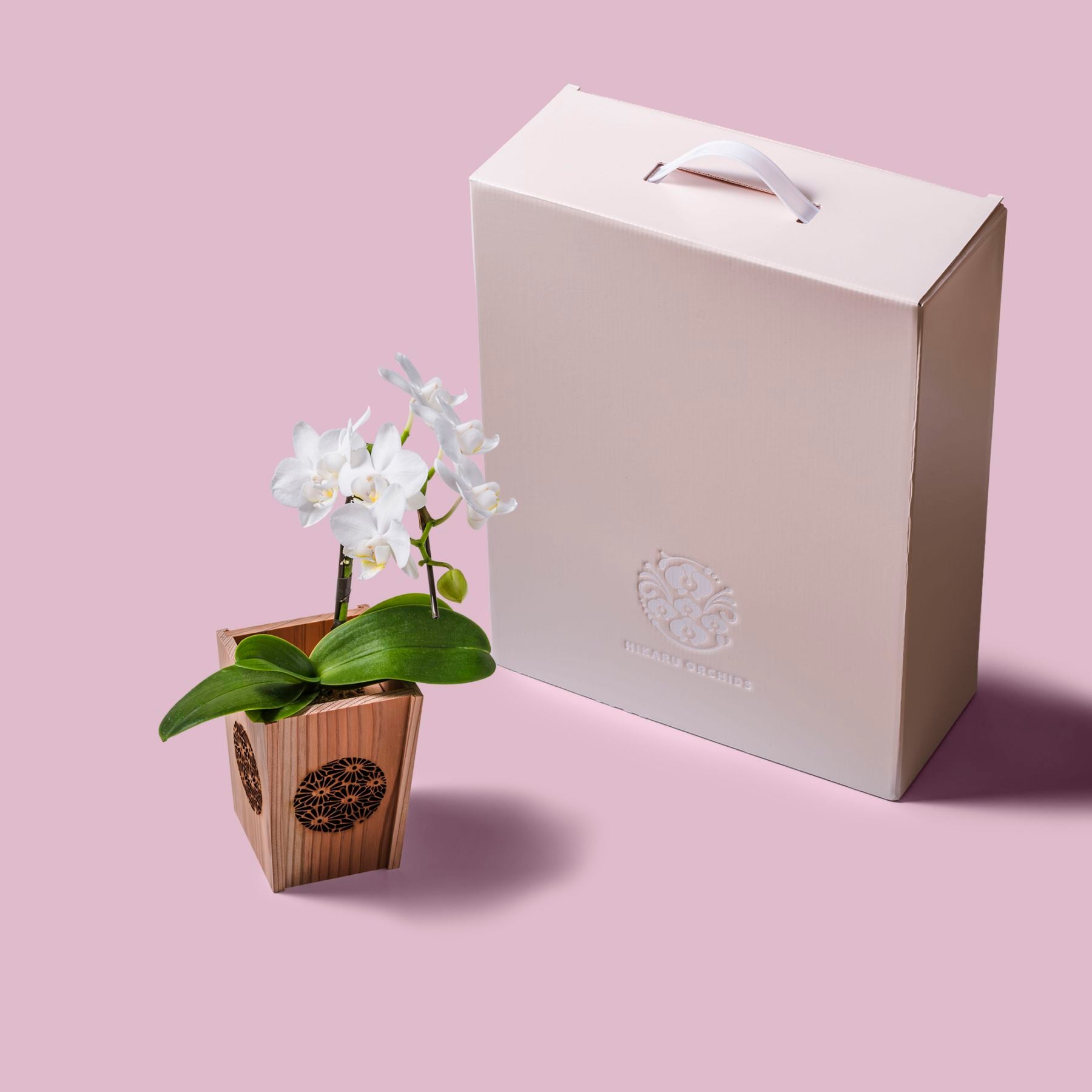 白 小輪 胡蝶蘭 / NENE 組子細工風 菊（きく）[000721]