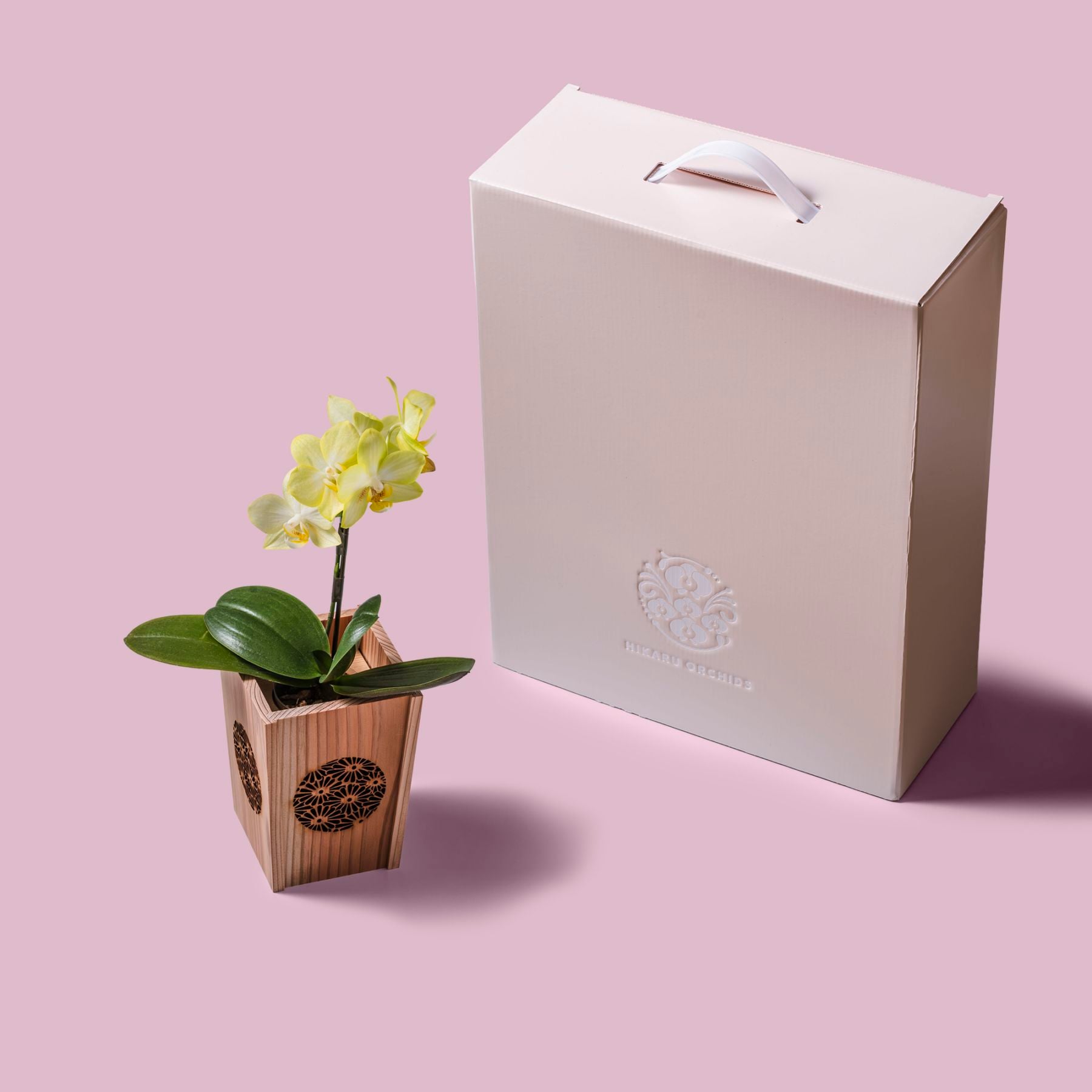 黄 小輪 胡蝶蘭 / NENE 組子細工風 菊（きく）[000722]