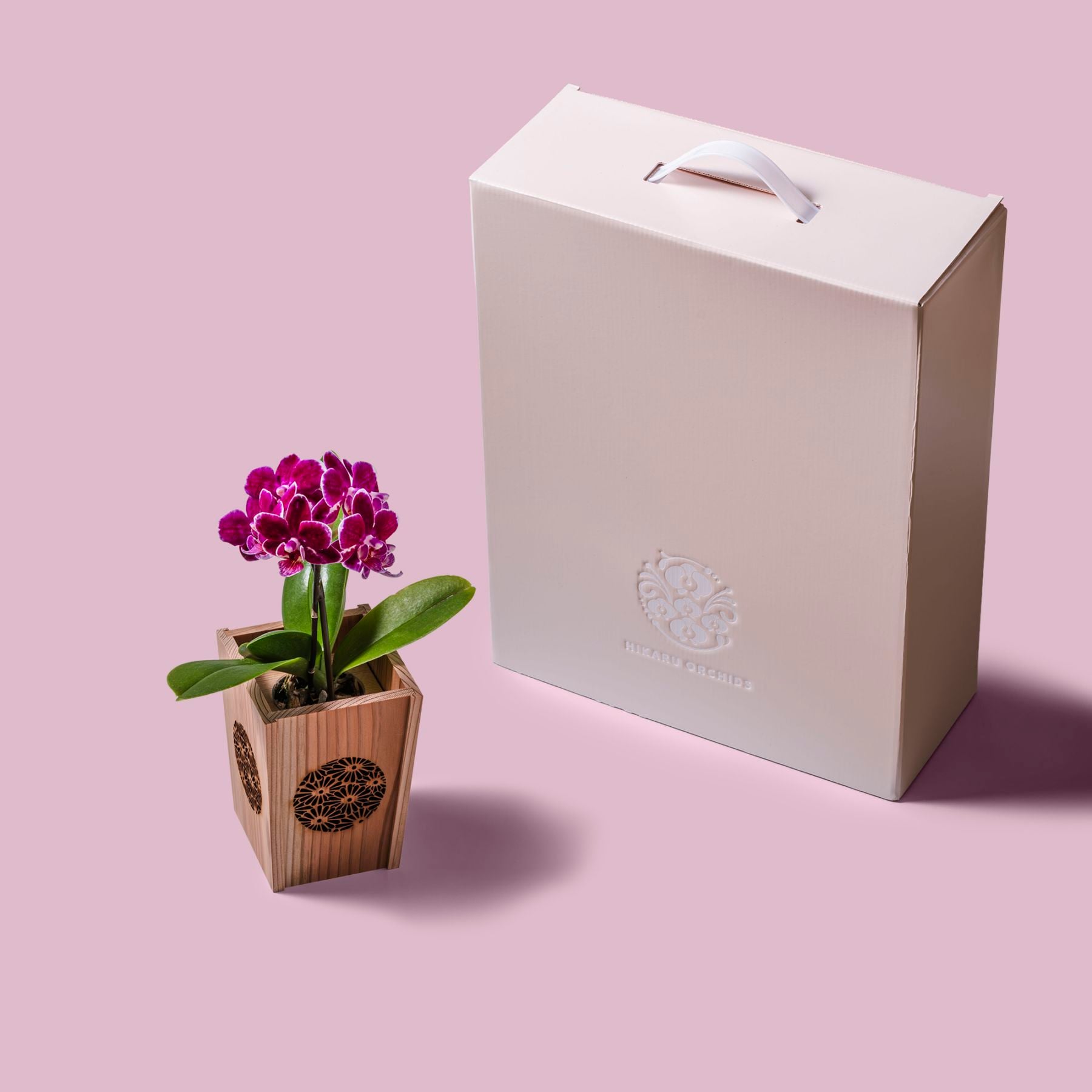 紫 小輪 胡蝶蘭 / NENE 組子細工風 菊（きく）[000725]