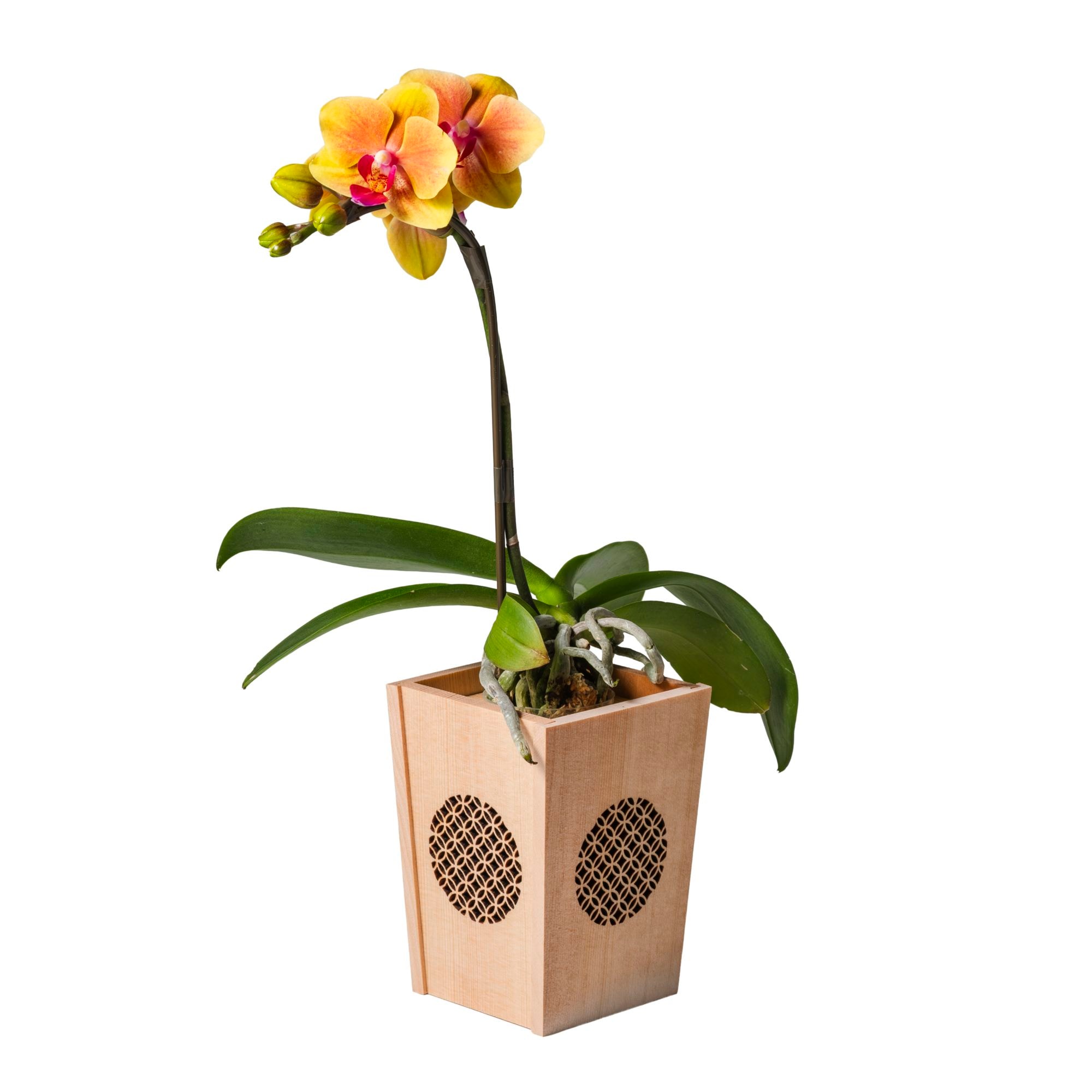 オレンジ 小輪 胡蝶蘭 / NENE 組子細工風 七宝（しっぽう）[000733]