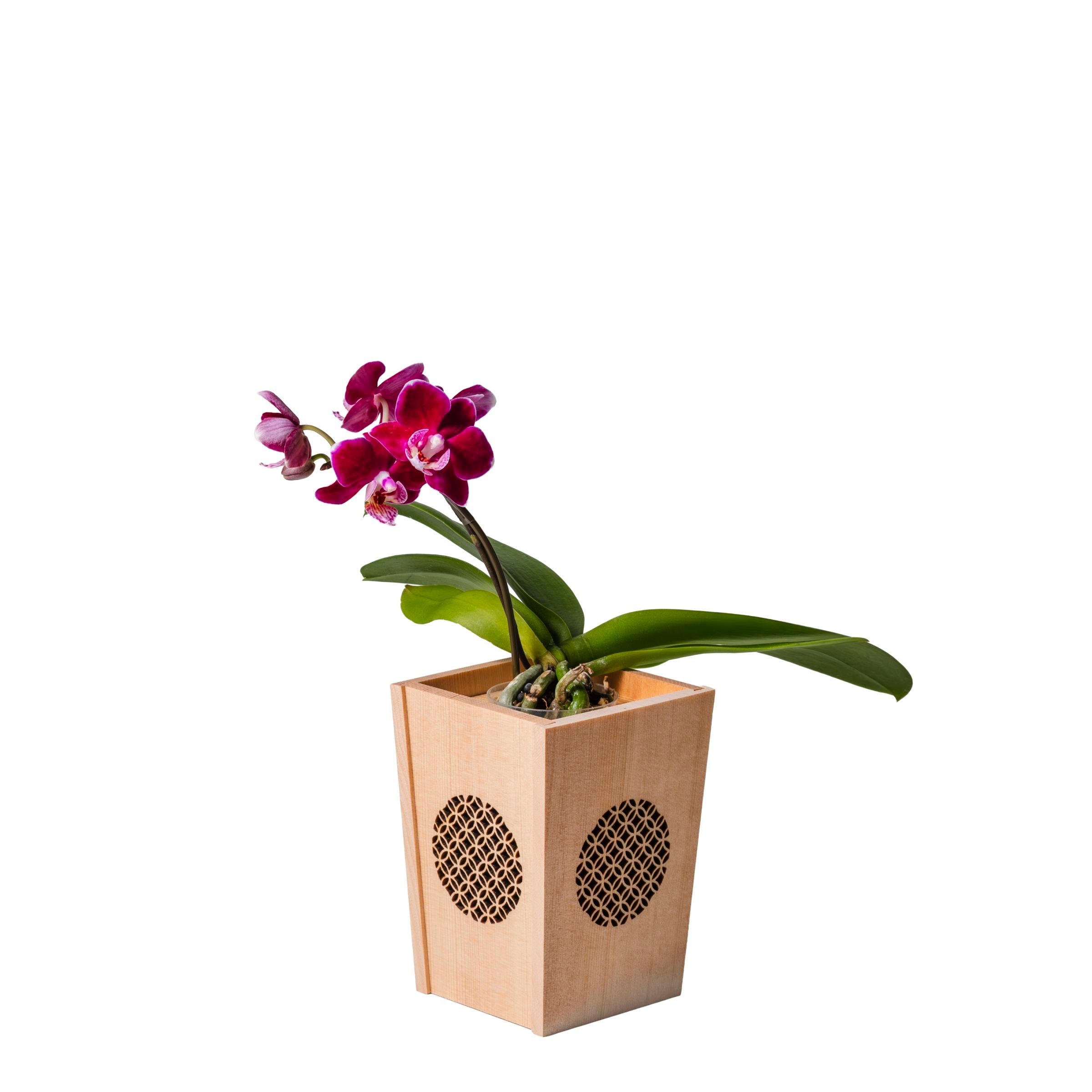 お祝いの種類で胡蝶蘭を選ぶ｜胡蝶蘭通販 ヒカル・オーキッド