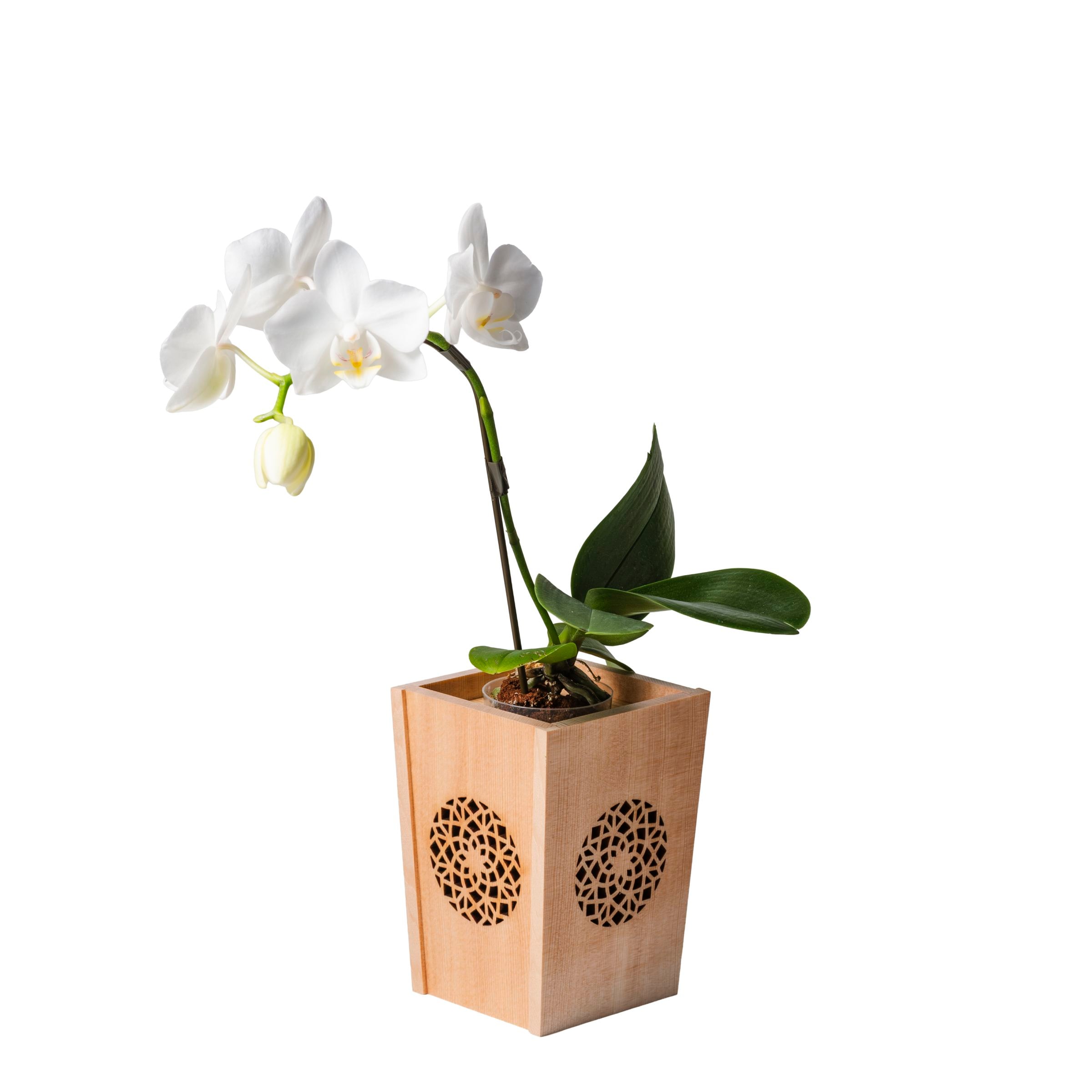 白 小輪 胡蝶蘭 / NENE 組子細工風 変わり七宝（かわりしっぽう）[000741]