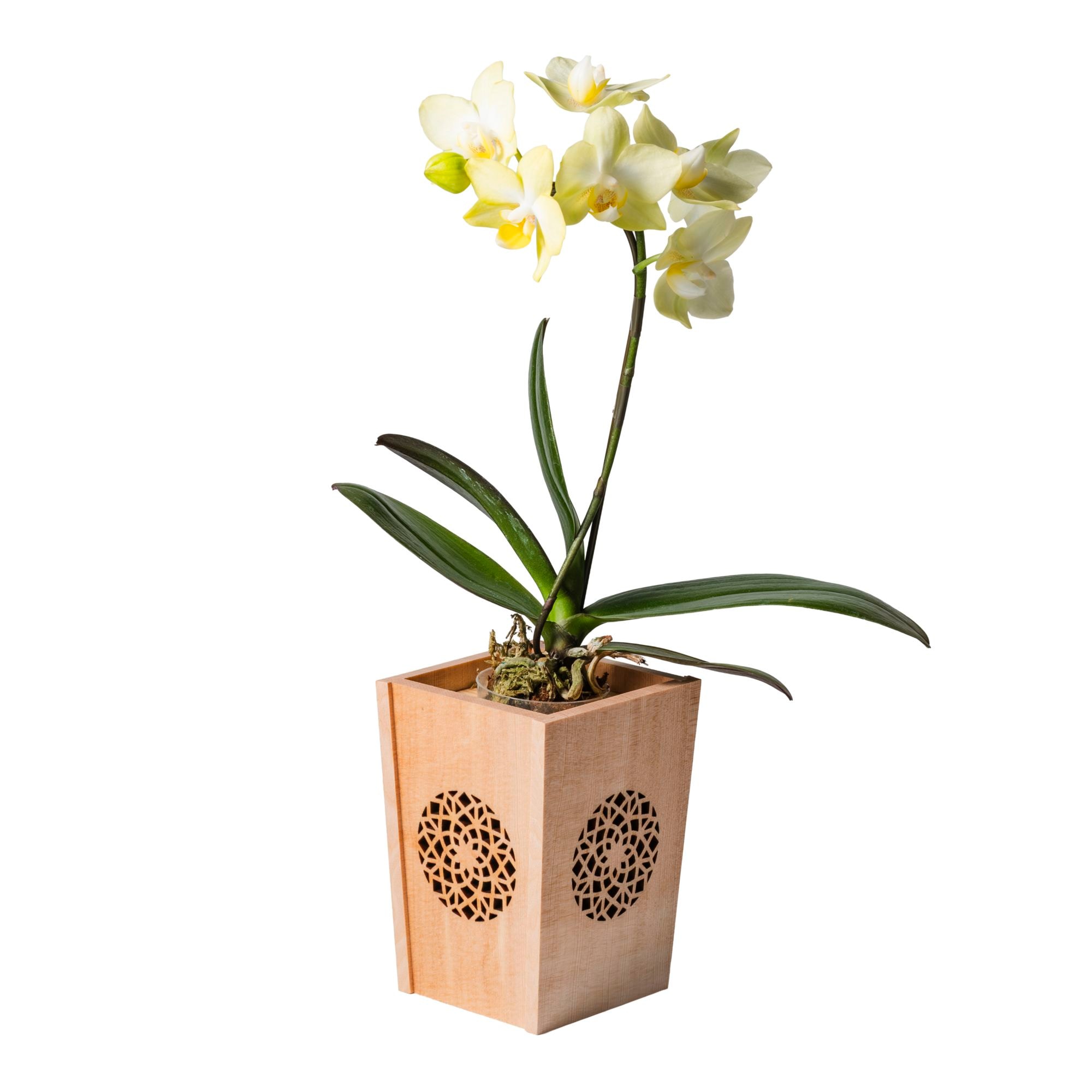 黄 小輪 胡蝶蘭 / NENE 組子細工風 変わり七宝（かわりしっぽう）[000742]