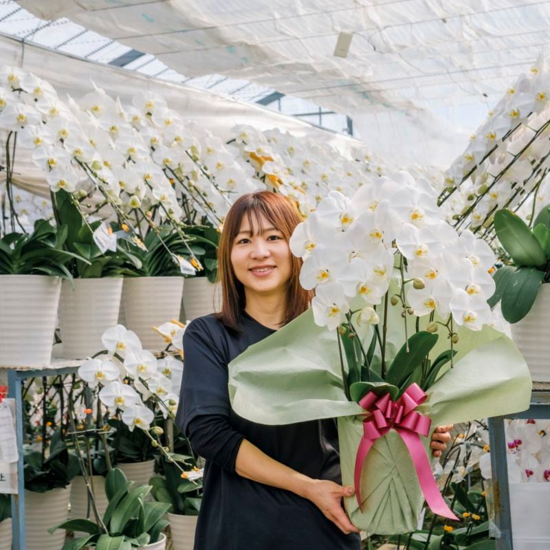 ミディ胡蝶蘭 大きめ 3本立ち白20～30輪  [000911]　