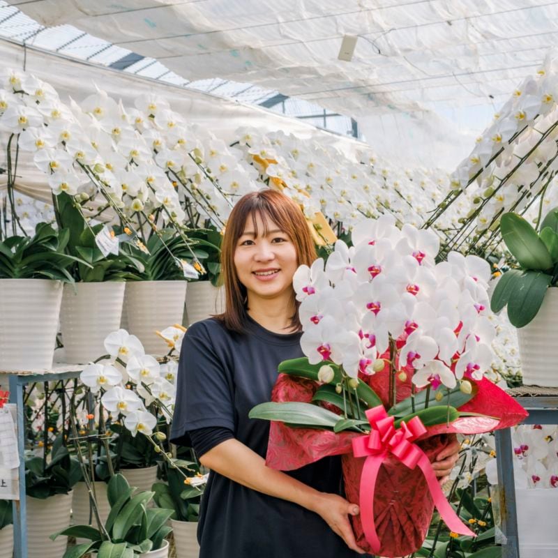 ミディ胡蝶蘭 大きめ 3本立ち白赤20～30輪  [000912]　