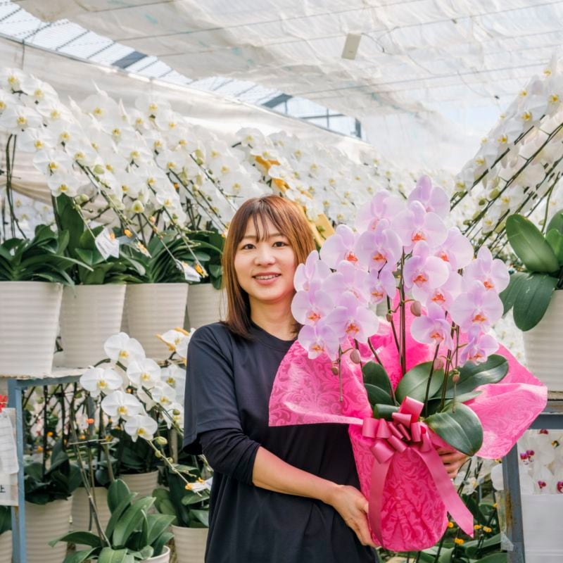 ミディ胡蝶蘭 大きめ 3本立ちピンク20～30輪  [000913]　