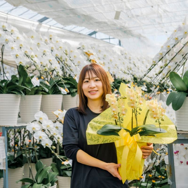 ミディ胡蝶蘭 3本立ち黄色20～30輪  [000904]　