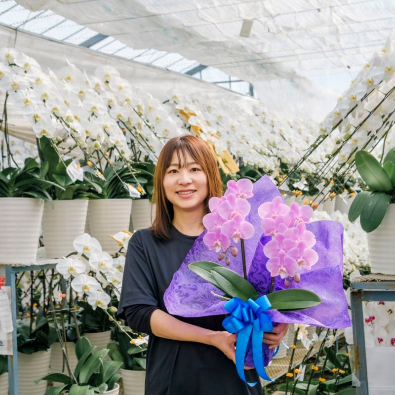 ミディ胡蝶蘭 2本立ちピンク10～20輪  [000921]　