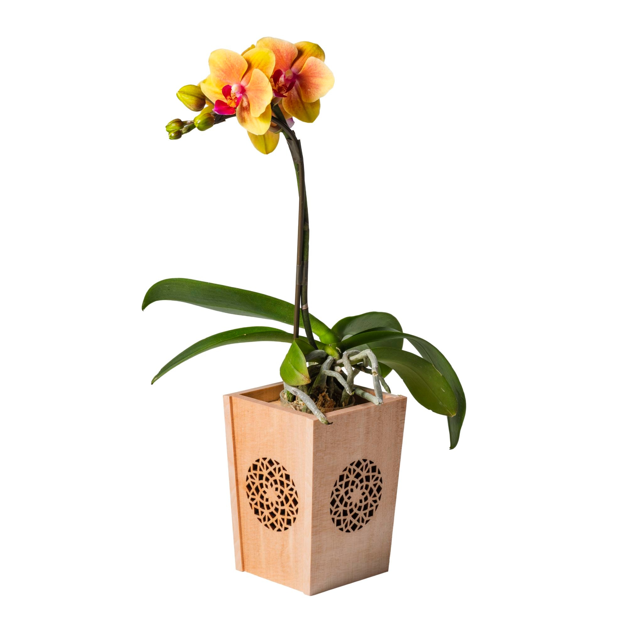 オレンジ 小輪 胡蝶蘭 / NENE 組子細工風 変わり七宝（かわりしっぽう）[000743]