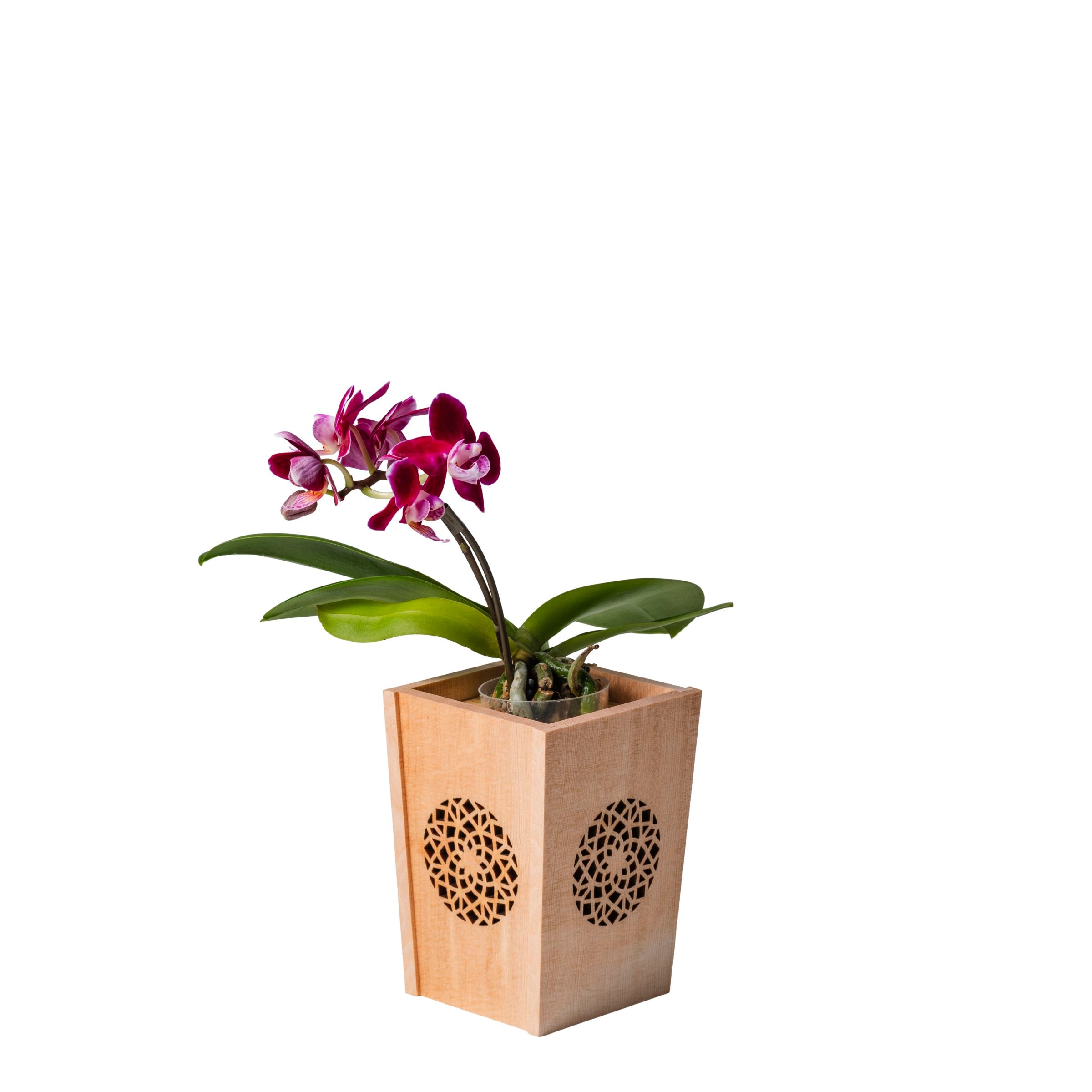 紫 小輪 胡蝶蘭 / NENE 組子細工風 変わり七宝（かわりしっぽう）[000745]