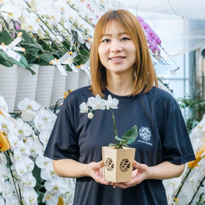 白 小輪 胡蝶蘭 / NENE 組子細工風 氷烈（りょうれつ）[000751]