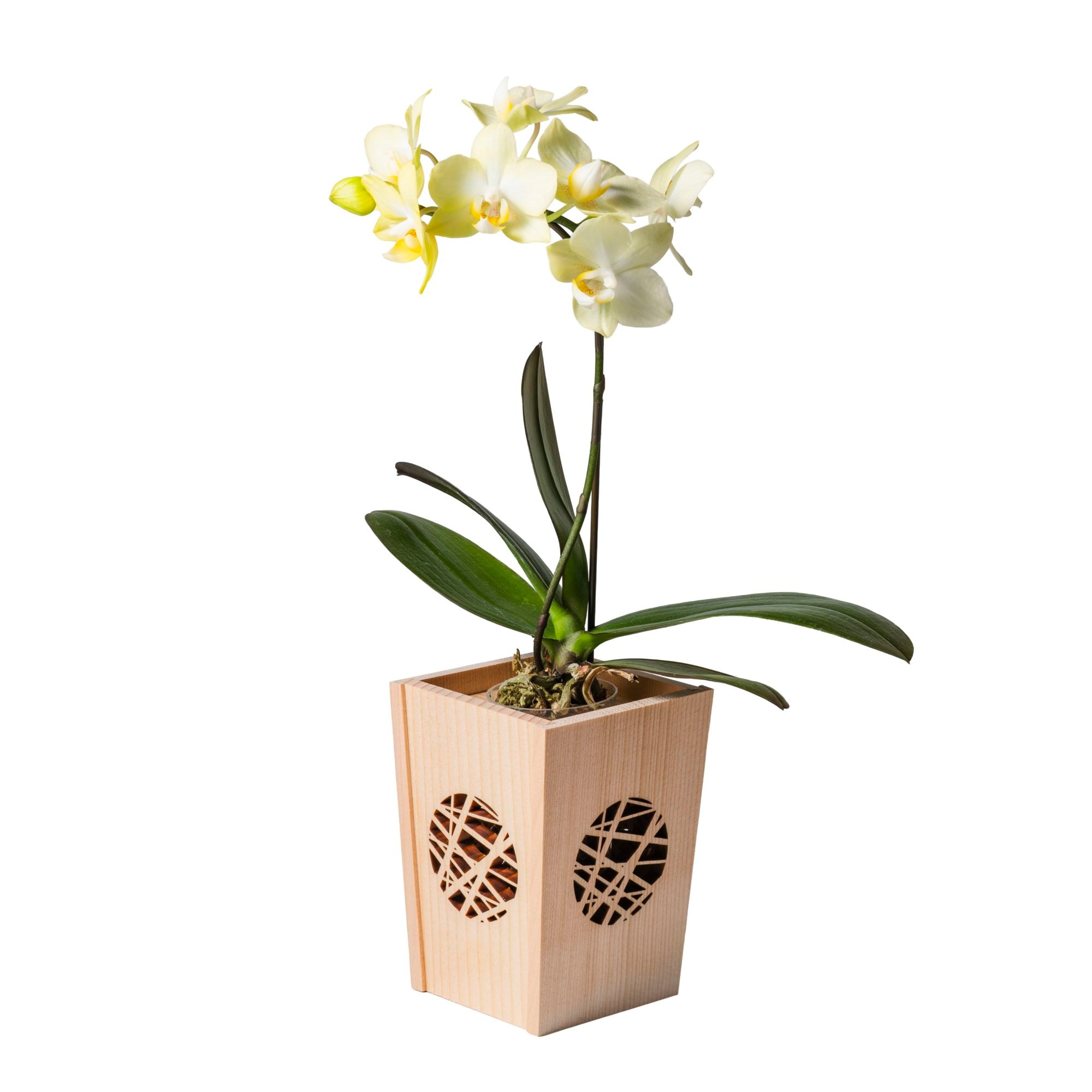 黄 小輪 胡蝶蘭 / NENE 組子細工風 氷烈（ひょうれつ）[000752]