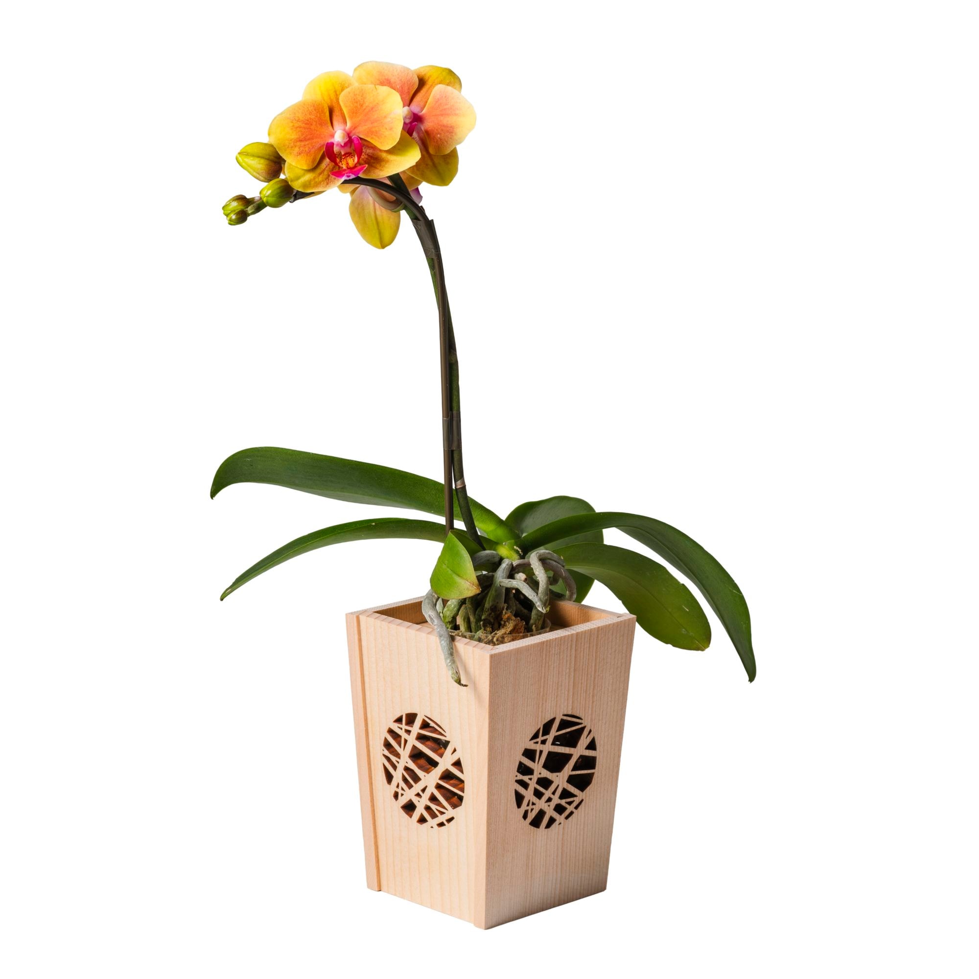 オレンジ 小輪 胡蝶蘭 / NENE 組子細工風 氷烈（ひょうれつ）[000753]