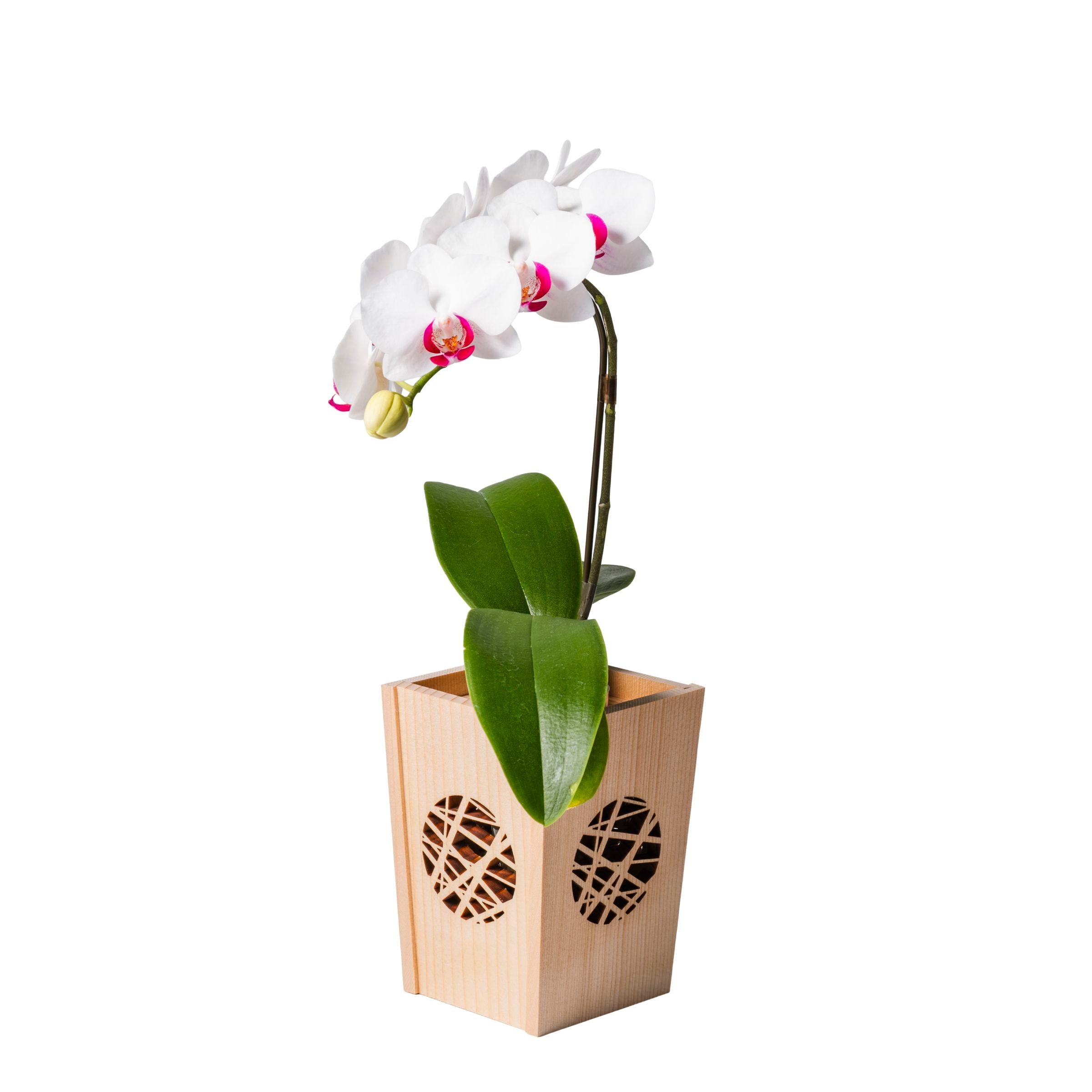 白赤 小輪 胡蝶蘭 / NENE 組子細工風 氷烈（ひょうれつ）[000754]