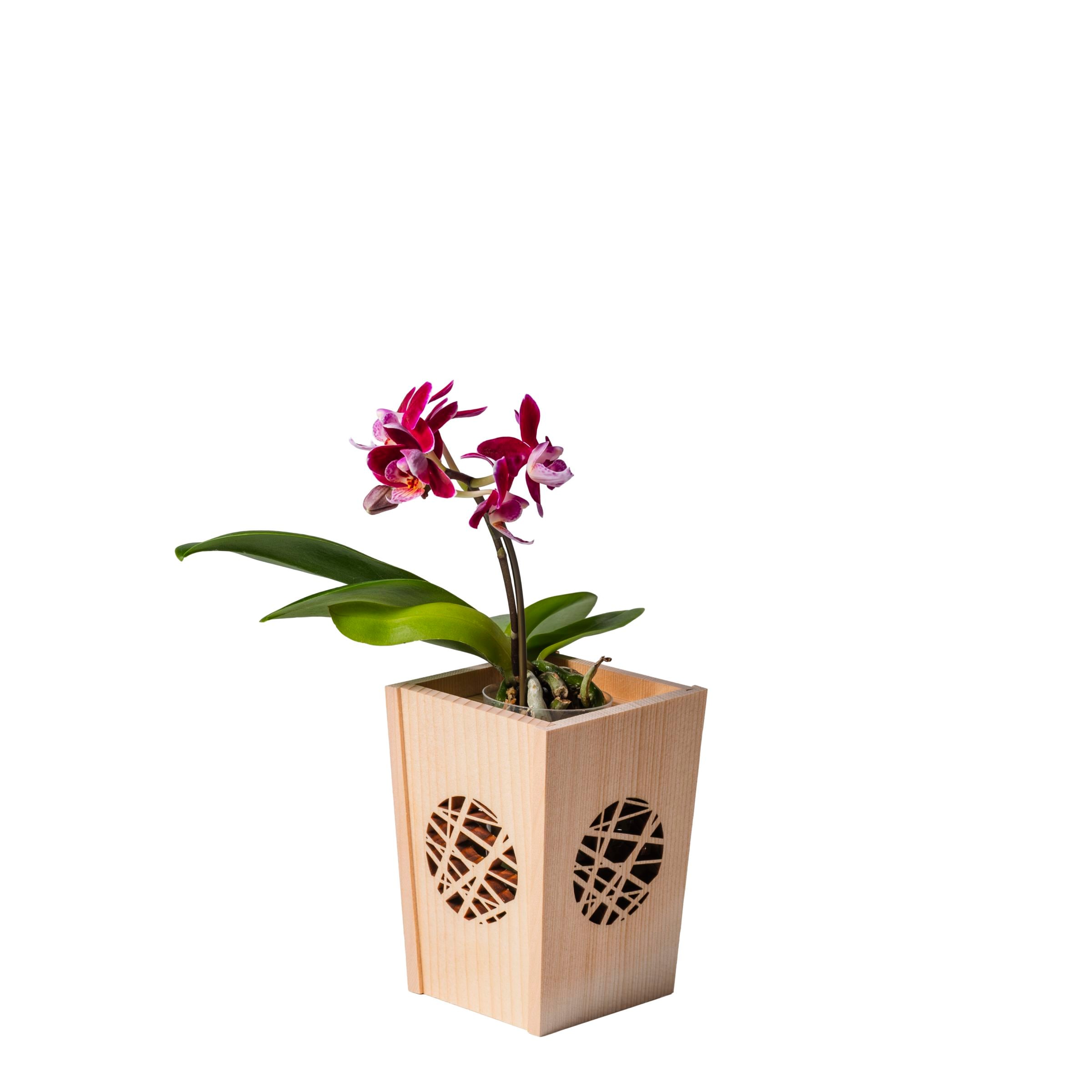 紫 小輪 胡蝶蘭 / NENE 組子細工風 氷烈（ひょうれつ）[000755]