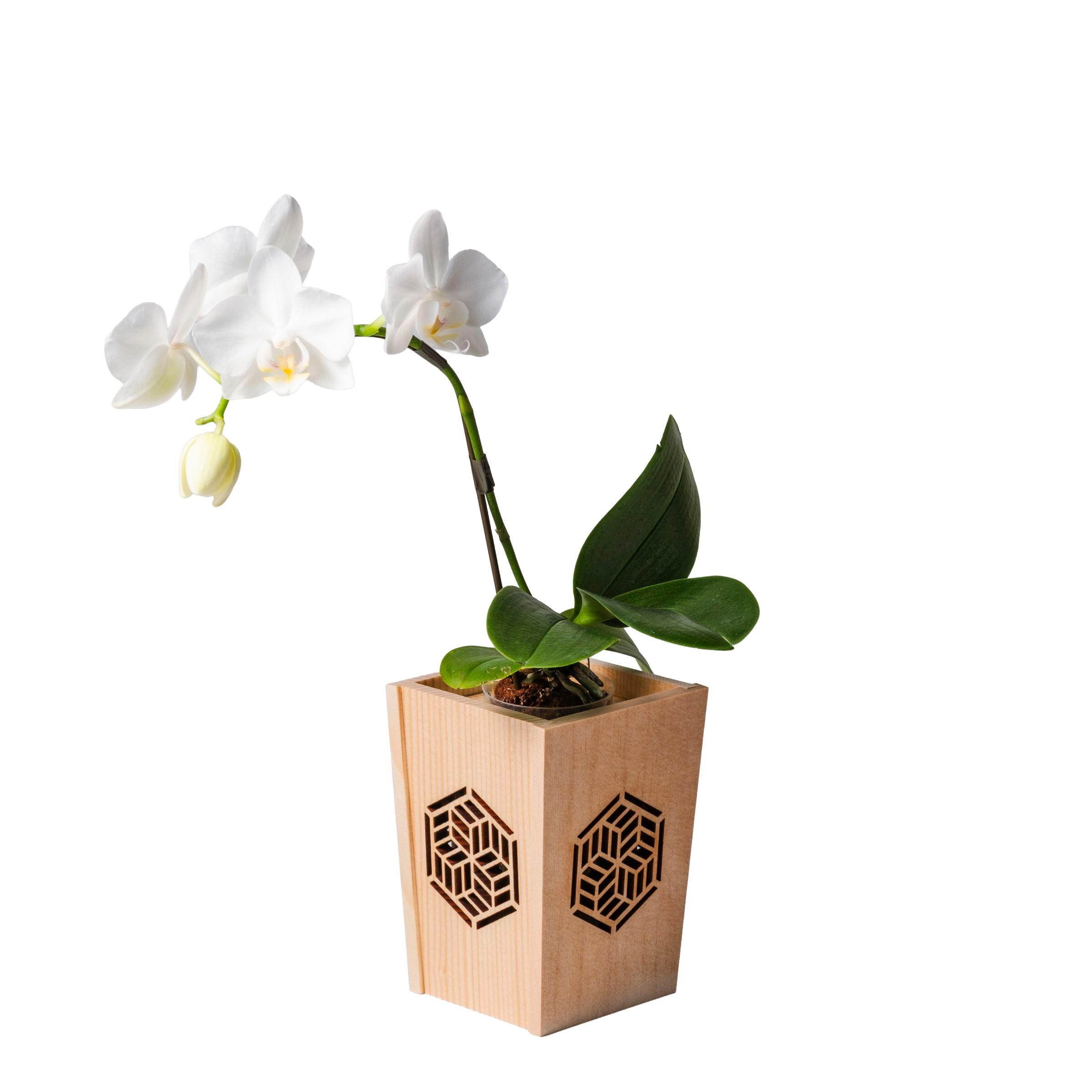 白 小輪 胡蝶蘭 / NENE 組子細工風 組亀甲（くみきっこう）[000761]