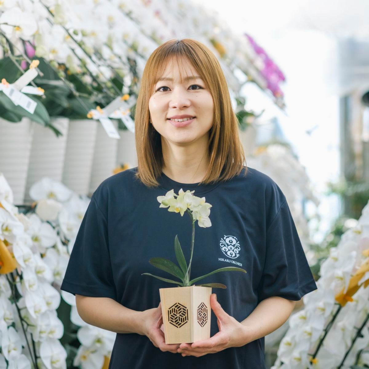 黄 小輪 胡蝶蘭 / NENE 組子細工風 組亀甲（くみきっこう）[000762]