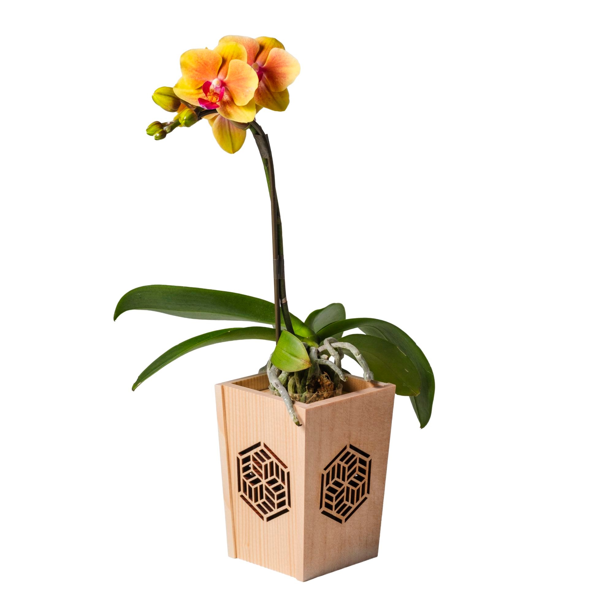 オレンジ 小輪 胡蝶蘭 / NENE 組子細工風 組亀甲（くみきっこう）[000763]