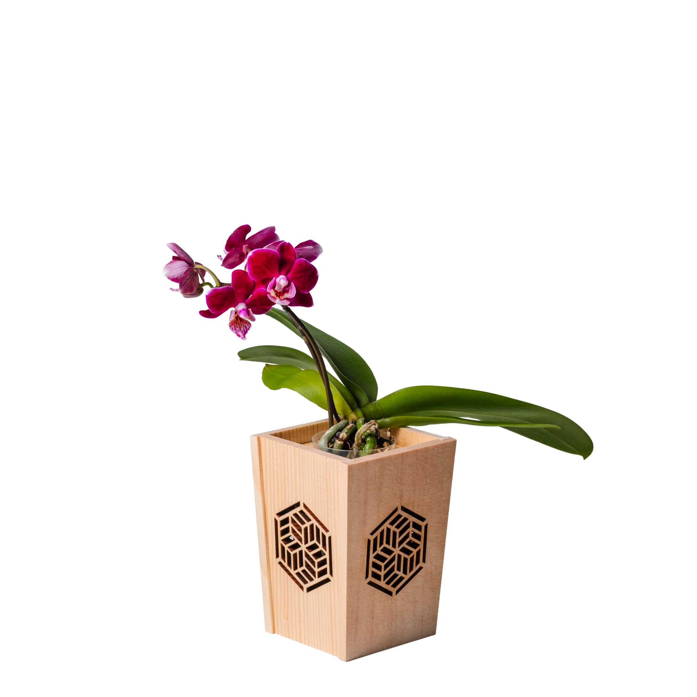 紫 小輪 胡蝶蘭 / NENE 組子細工風 組亀甲（くみきっこう）[000765]